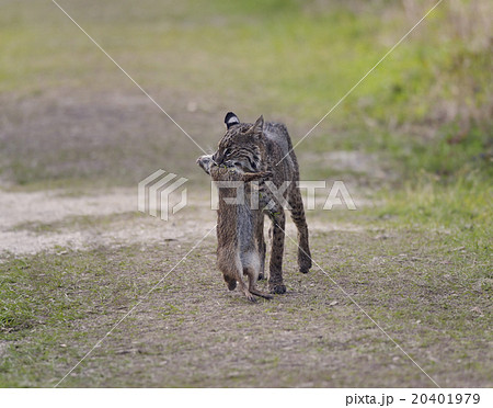Wild Bobcat Hunting 20401979