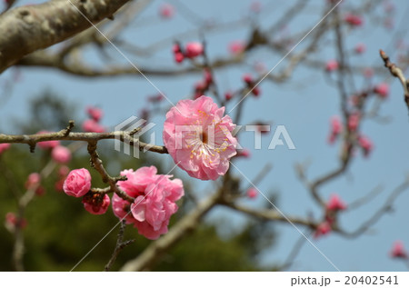 八重サクラ 八重サクラ 20402541