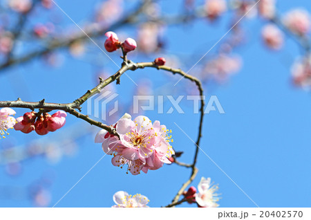 うすピンク色の紅梅 20402570