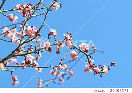 うすピンク色の紅梅 20402571