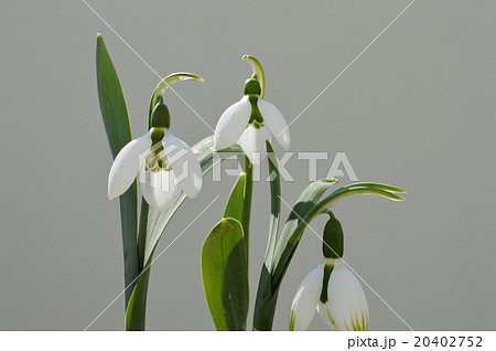 スノードロップ 20402752