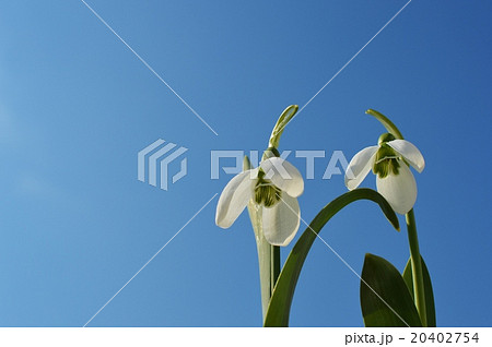 スノードロップ 20402754