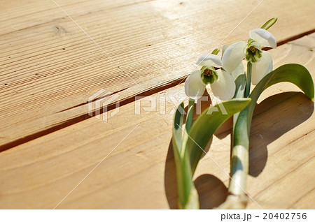 スノードロップ 20402756