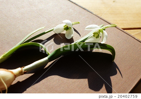 スノードロップと本 20402759