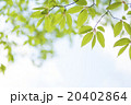 新緑 20402864