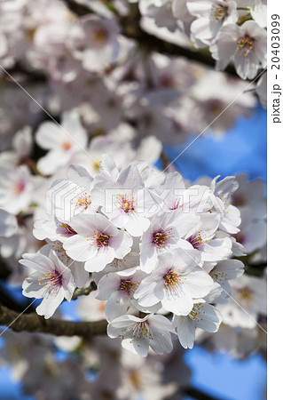 花 フラワー お花 20403099