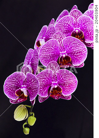 花 フラワー お花 20403904