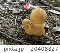 きのこ きのこ 20408827