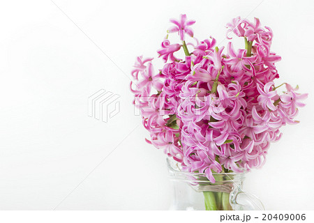 ピンク色のヒヤシンス 春の花 ピンクの写真素材