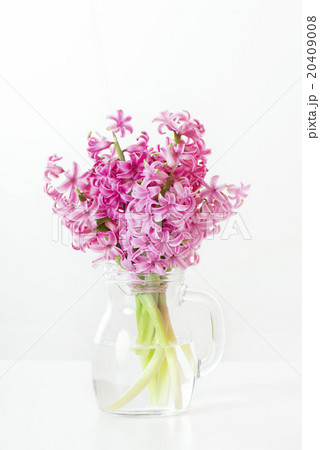 ピンク色のヒヤシンス 春の花 ピンクの写真素材