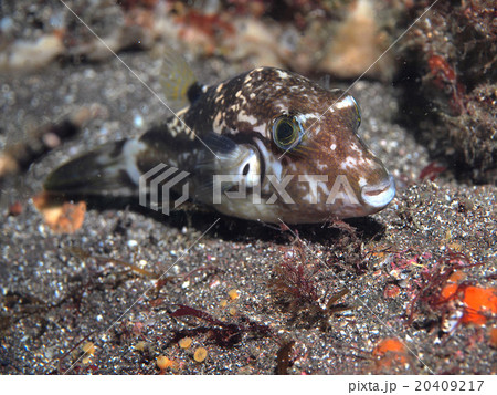 休むキタマクラ、冬 20409217