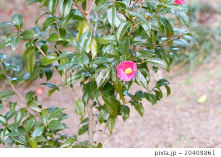 ツバキの花 20409861