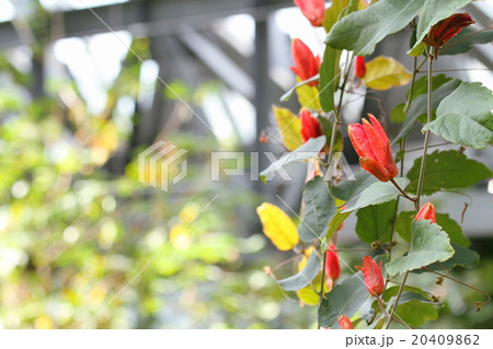 パッシフローラ　コッキネアの花 20409862