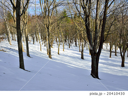 冬の山林 20410430