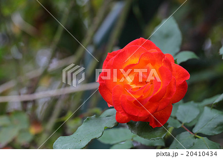 ふれ太鼓・バラの花 20410434