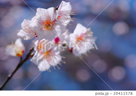 春の日射しと梅の花 20411578