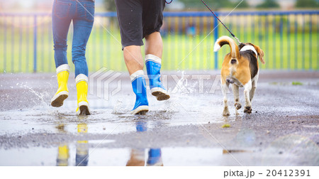 Dog walk in rain Dog walk in rain 20412391