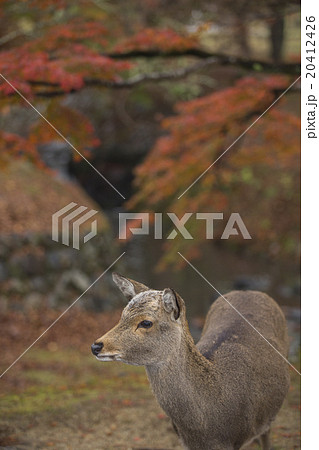 Nara deer roam free in Nara Park, Japan 20412426