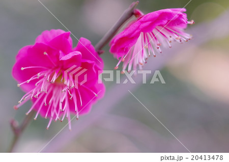 紅梅の花（クローズアップ） 20413478