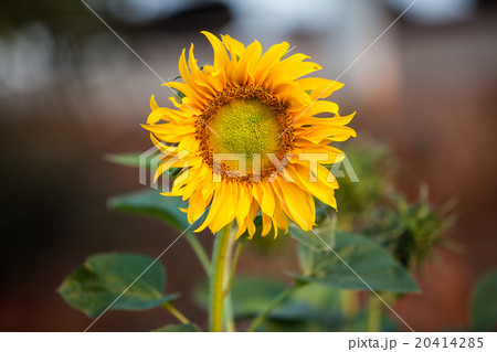 Beautiful sunflower. Beautiful sunflower. 20414285