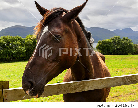 Head of horse on the meadow 20416647