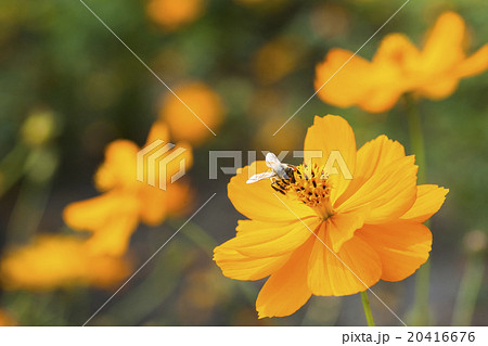 花 フラワー お花 20416676