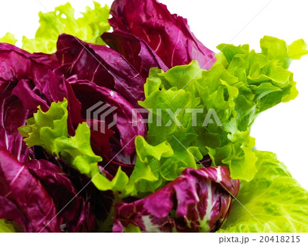 fresh green salad fresh green salad 20418215