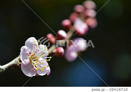 うすピンク色の紅梅 20419710