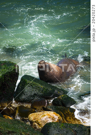 South American fur seals 20420273