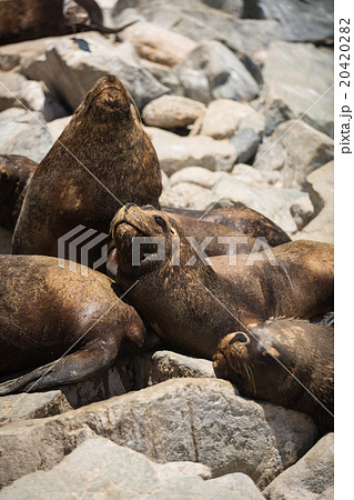 South American fur seals 20420282