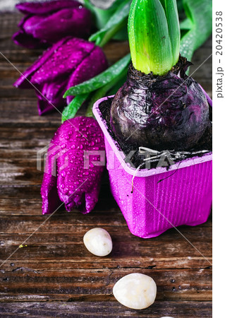 Tulips and hyacinth 20420538