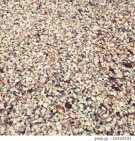 shells on a beach,background & texture 20426591