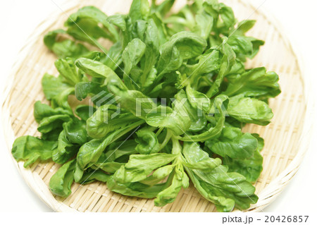 加賀野菜　金沢春菊 20426857