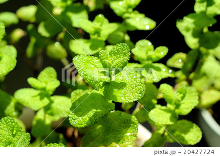 アップルミント アップルミント 20427724