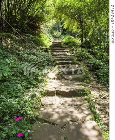 林 森 樹林 20428452