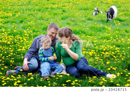 Young family walking on the meadow with yellow flowers in spring 20428715