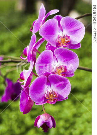 花 フラワー お花 20429463