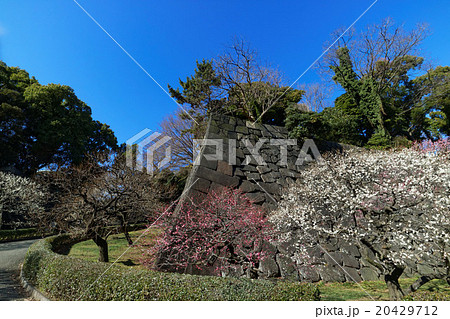 東御苑の梅林坂の梅の花と青空 東御苑の梅林坂の梅の花と青空 20429712