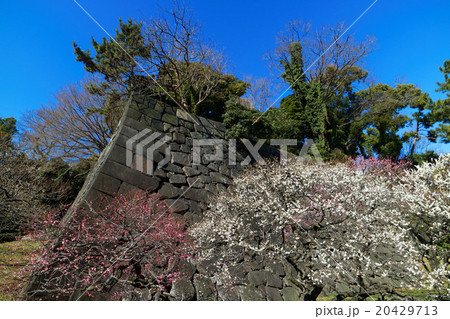 東御苑の梅林坂の梅の花と青空 20429713