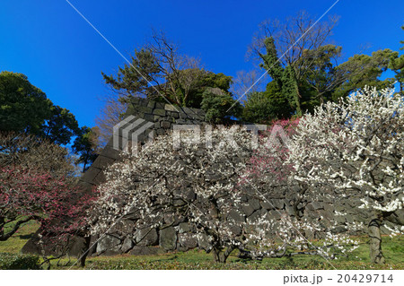 東御苑の梅林坂の梅の花と青空 20429714