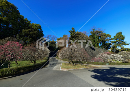 東御苑の梅林坂の梅の花と青空 20429715