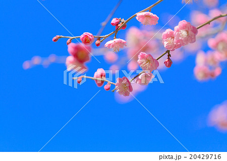 東御苑の梅林坂の紅梅と青空 東御苑の梅林坂の紅梅と青空 20429716