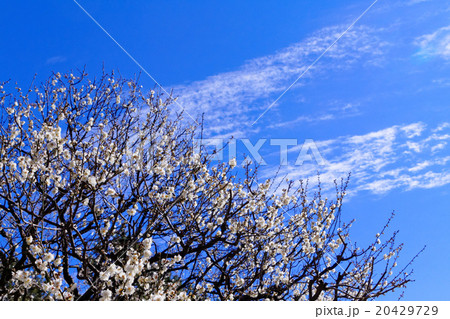 東御苑の梅林坂の白梅と青空 東御苑の梅林坂の白梅と青空 20429729