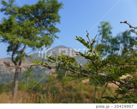 アルナーチャラを守る潅木の棘 アルナーチャラを守る潅木の棘 20429907