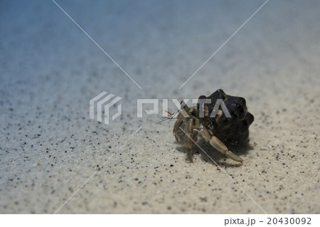Hermit crab on the beach 20430092