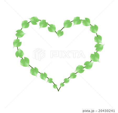 Fresh Green Vine Leaves in A Heart Shape 20430241