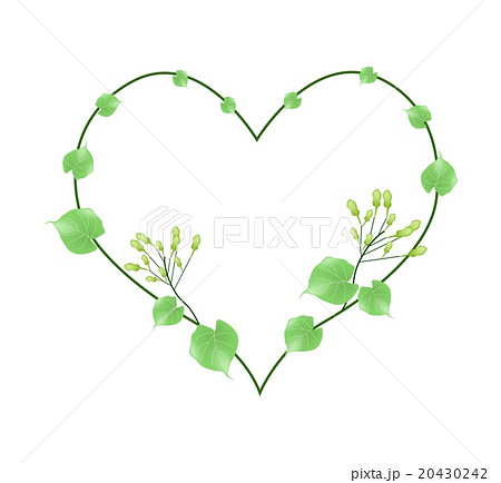 Hoya Carnosa Flowers in A Heart Shape 20430242