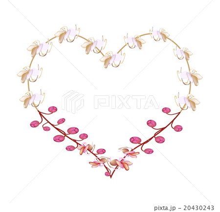 Pink Cassia Fistula Flowers in A Heart Shape 20430243