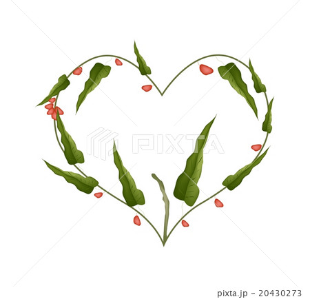 Branch of Pistachio Nuts Forming in Heart Shape Branch of Pistachio Nuts Forming in Heart Shape 20430273