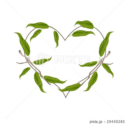 Evergreen Leaves in A Heart Shape Wreath Evergreen Leaves in A Heart Shape Wreath 20430283